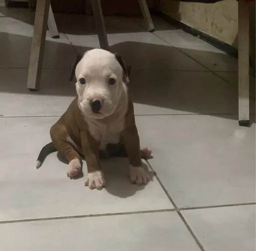 AMERICAN BULLY 
