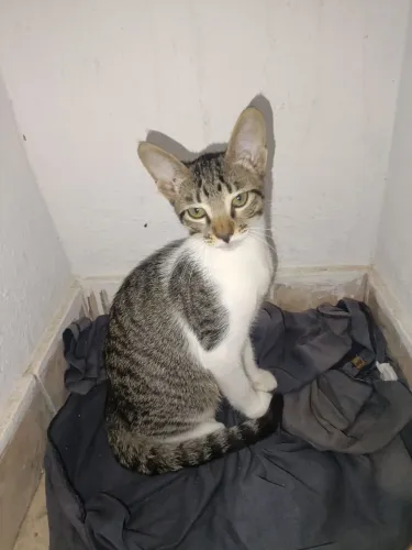 Gato macho para adoção