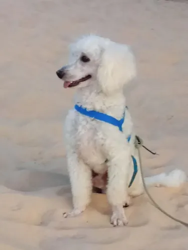 Cachorro pra adoção 