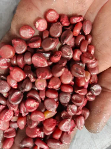 (PROMOÇÃO)Milho para plantil 1kilo