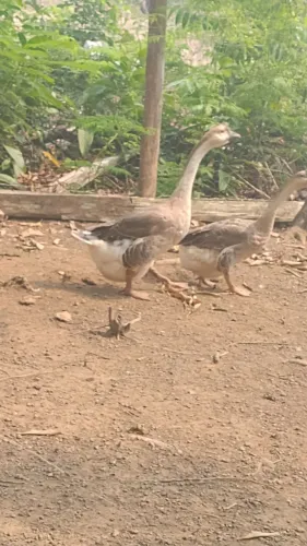 Casal de Pato Ganso