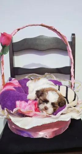 ShihTzu Mini - Fêmeas