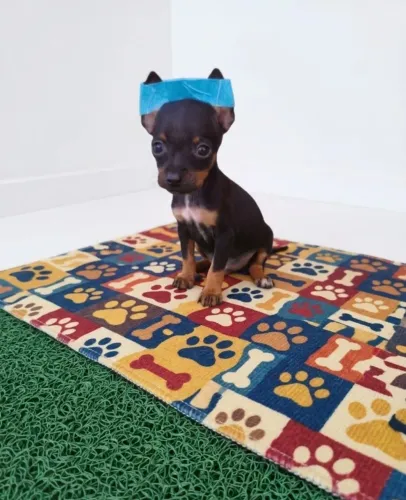 Pinscher Mini Prontos Para Você