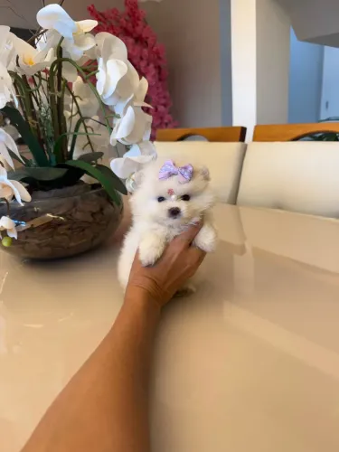 Lulu da Pomerania mini fêmea branquinha até 12x