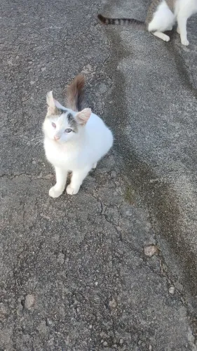 Gatinhos castrados para adoção