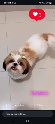 Shih tzu femea 1 ano