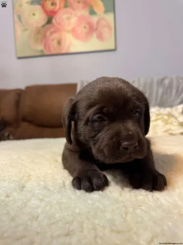 Labrador Chocolate | Filhotes disponíveis por tempo limitado