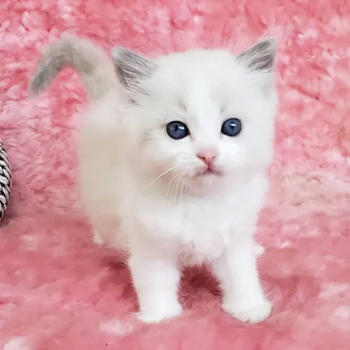 Filhotes Ragdoll. Nova ninhada. Vacinas e com pedigree. Enviamos até você!
