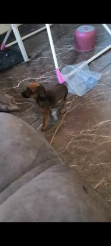 Pinscher 0 macho 