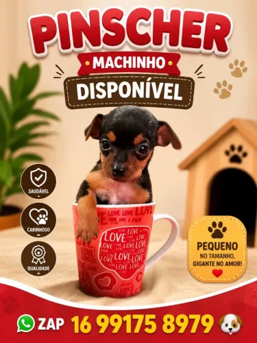 Pinscher zero macho disponível. 