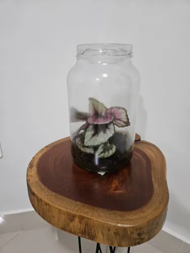 Terrário de Begônia - peça única 
