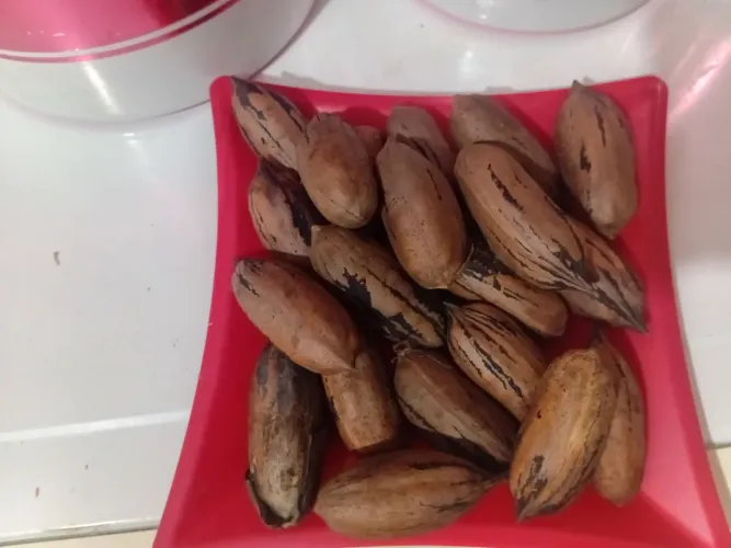 Castanha a venda