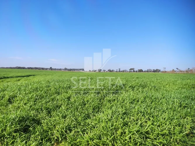 fazenda à Venda em Iguatemi/MS 625 hectares, Agricultura e Pecuária.