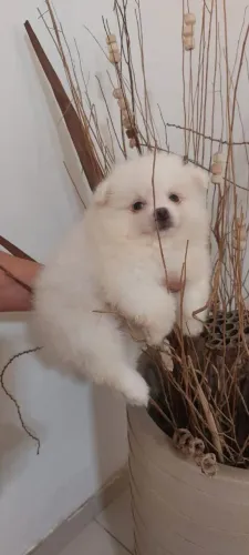 Filhote Spitz Alemão Anão Branco Macho Canil Lienn