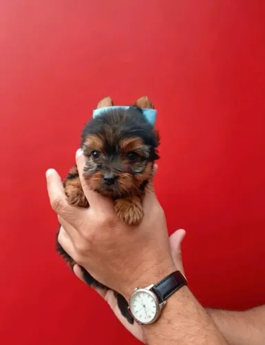 Filhotes de cachorros