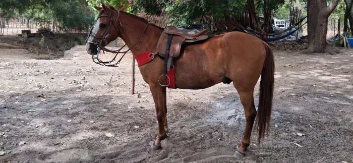 Cavalo de vaquejada 