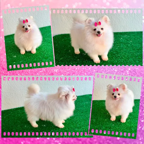 !!! Incríveis !!! Lulu da pomerania ursinhos