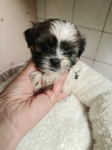 Shih tzu com garantias disponíveis para você