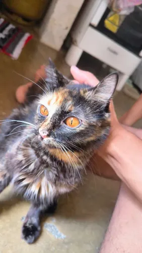 Adoção de gatos