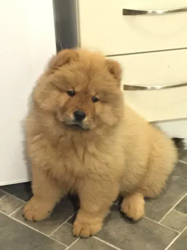 Imperdivel chow chow femea 