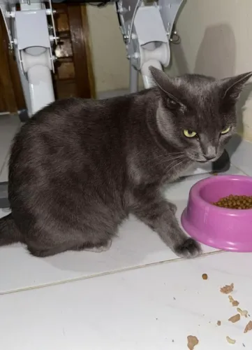 Adoção gatinha cinza 