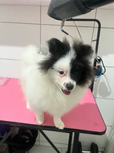 Spitz alemão branco e preto macho