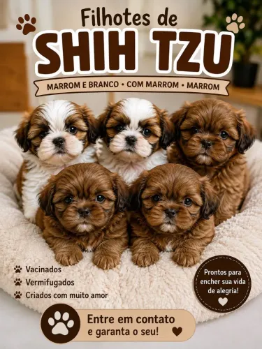 Lindos filhotes de shih Tzu