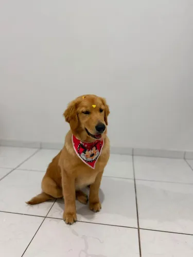 Golden Retriever 