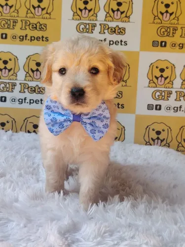 Golden Retriever macho