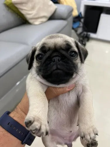 Pug Um pet para quem busca um companheiro marcante