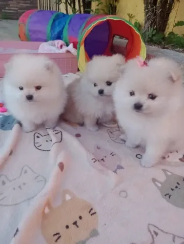 spitz, femeas, ursinhas, micros, em 10x com pedigree, entregamos,