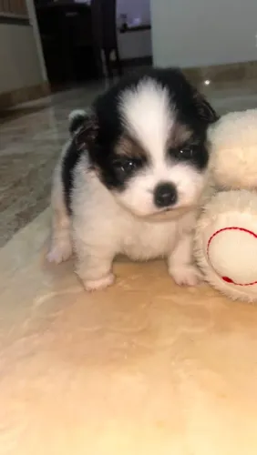 Lulu da pomerania macho