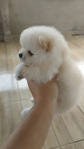 Filhote machinho Lulu da Pomerânia  1500$