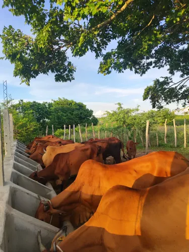 fazenda com 44.8 hectares de porteira fechada em Bom Jesus um a excelente propriedade