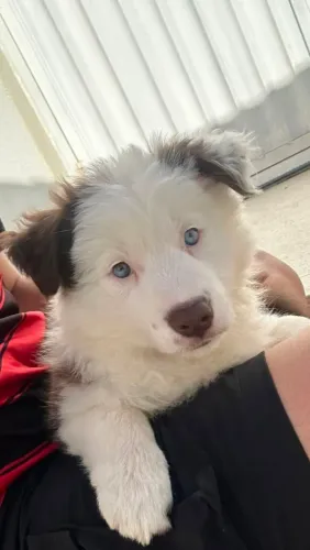 ? Filhote de Border Collie Fêmea - 2 Meses e Vacinada!