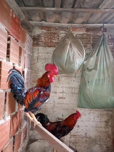 Galos caipiras reprodutores