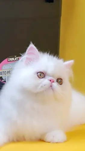 Persa Filhotes Filhotes de Gato Persa à Venda Lindos, dóceis e bem cuidados. WhatsApp: 11