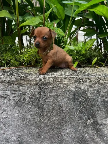 Pinscher fêmea 00