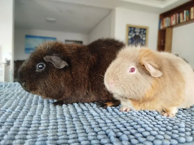 Casal us Teddy Porquinho da Índia