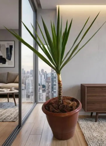 Planta natural yucca fazemos entrega 