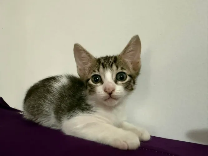 Gatinho para adoção
