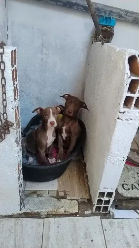Pit monster 