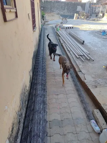 Filhote de Pastor Malinois e Rottweiler