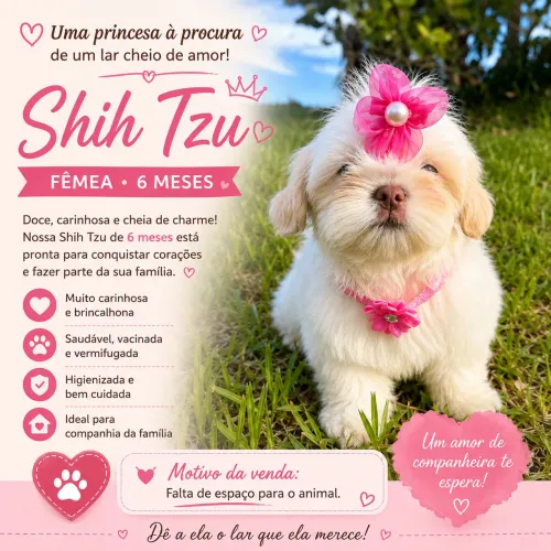 Vende se Cachorro Shitzu Fêmea