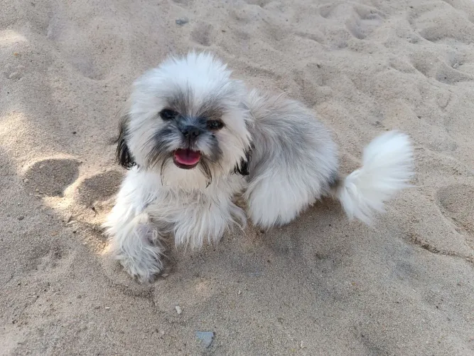 Shitzu macho 3 anos, dócil vive com criança.
