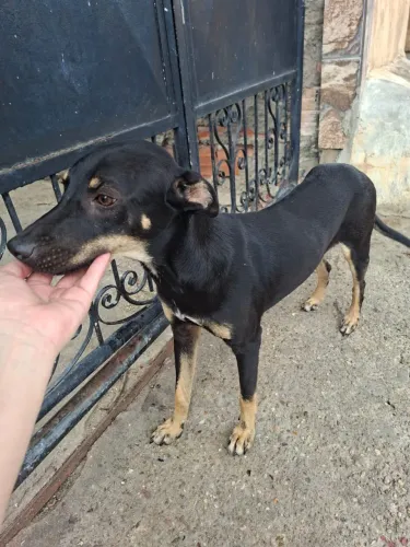 Cachorrinho para adoção