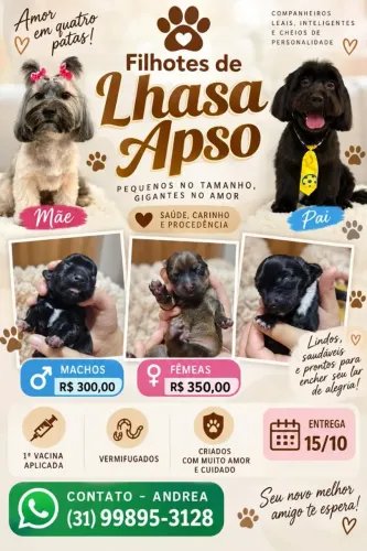 Filhotes Lhasa Apso