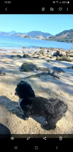 Doação de cachorro