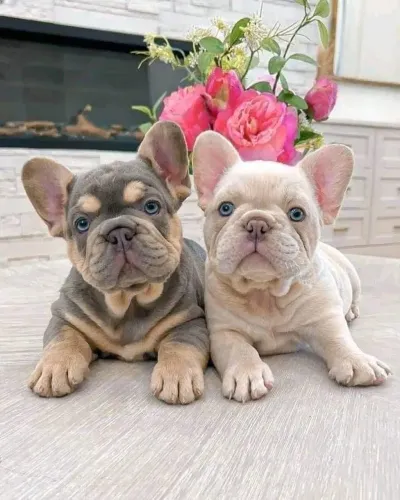 Bulldogue Francês - Companheiros Ideais Para O Dia A Dia 