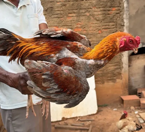 Frango índio 